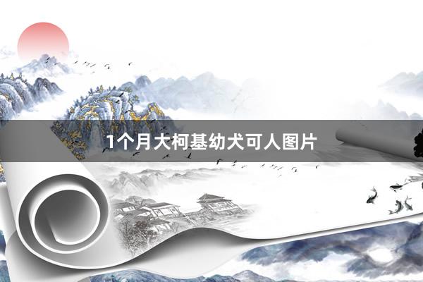 1个月大柯基幼犬可人图片